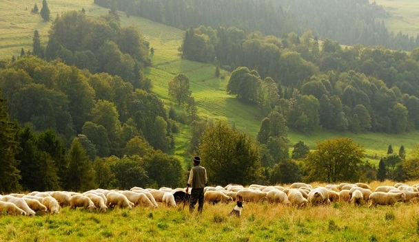 Çoban İstihdamına Büyük Destek